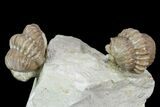 Two Enrolled Kainops Trilobites - Oklahoma #95922-1
